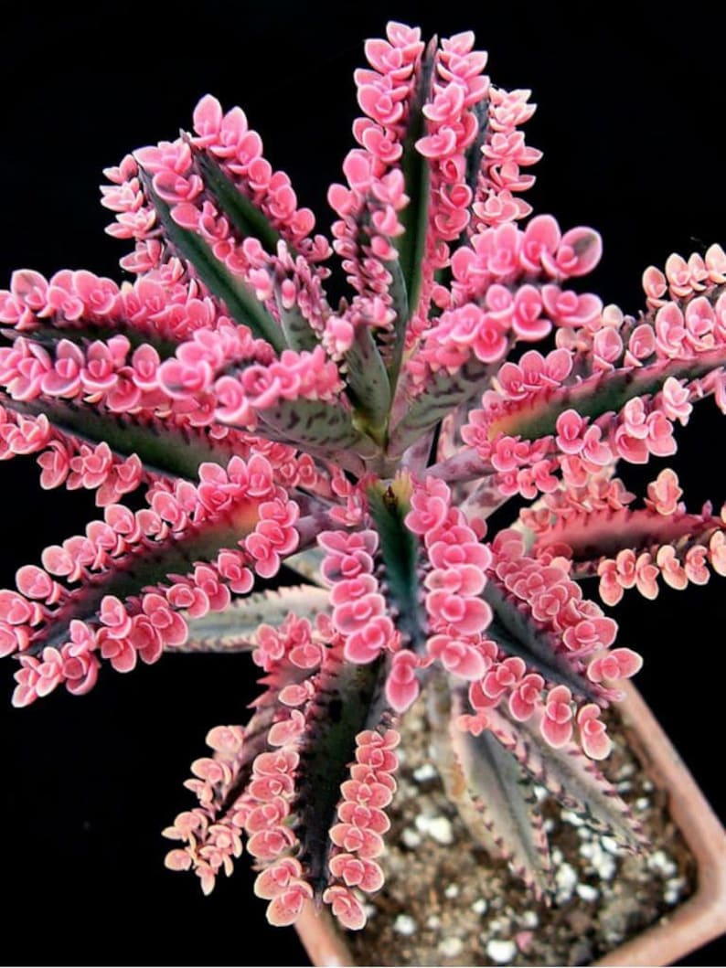 Pink Butterfly Plant Kalanchoe Mother of Thousands Pink Etsy Canada