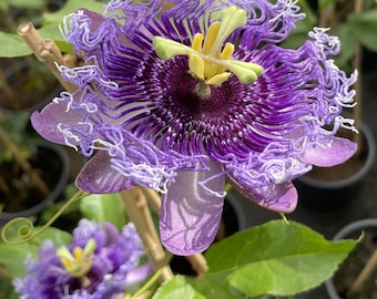 Purple Passion Flower seeds - passiflora - perfect gift for him and her - can be grown in all zones - home decor gift - gardening - organic