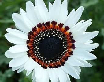 Graines de marguerite africaine, marguerite du Cap, venidium, amusantes et faciles à cultiver, le meilleur cadeau pour lui et elle, jardinage, fleurs, activité éducative