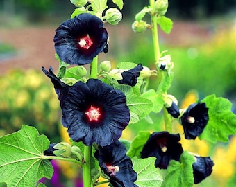 Black Hollyhock Seeds: Frost Hardy Perennial Flower, Organic Gardening, Easy to Grow