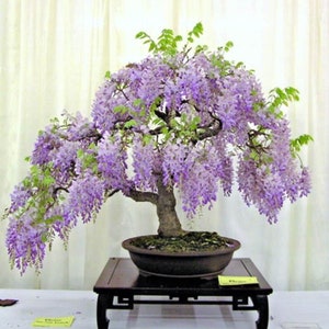 Glyzinien Bonsai Baum Purple Rain Samen, Outdoor & Indoor Wohnkultur Geschenk für ihn Mama Papa Lehrer Hauspflanzen Geburtstag DIY Gartenarbeit