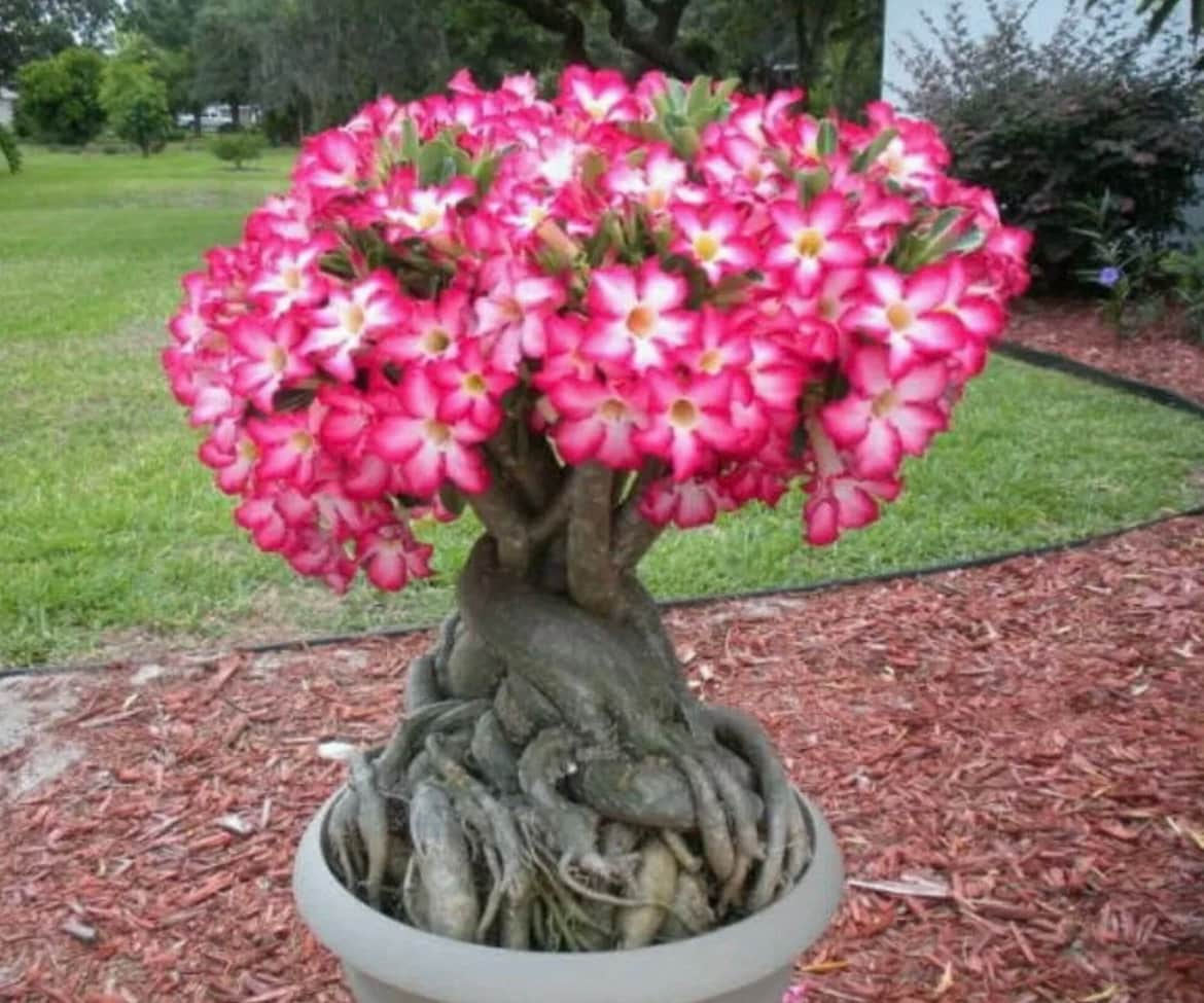 bonsai set Complete Mini Bonsai Starter Kit main image 0