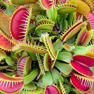 Könnte beinhalten: Nahaufnahme einer Venusfliegenfalle. Die Pflanze hat leuchtend grüne Blätter und Fallen mit leuchtend roten Innenräumen und stacheligen Rändern. Die Fallen sind geöffnet und geschlossen, was die einzigartige Struktur zeigt.