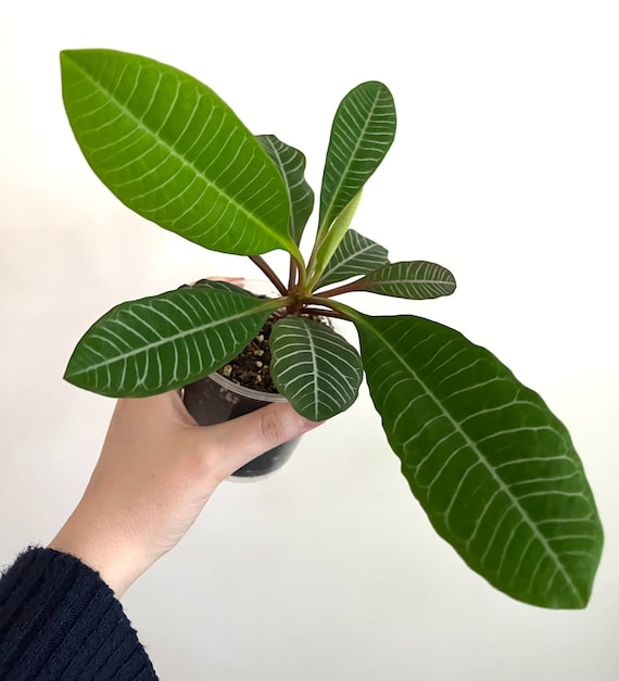 Madagascar Jewel Plant: Easy Care House Plant, Euphorbia, Mini Palm Tree,  Easy Care - Etsy Israel