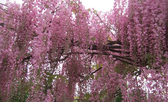 Pink Wisteria Bonsai Tree Seeds, Home Decor Gift for Him Her Mom Dad  Teacher Gifts DIY House Plants Birthday Gardening Frost Hardy Perennial -  Etsy