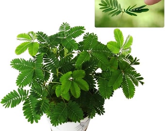 The Sensitive Plant, “Touch Me Not Plant” seeds for all year round, Zombie Plant, Tickle Plant, fun & easy to grow, organic, fast shipping