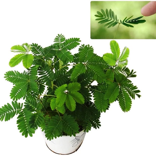 The Sensitive Plant, “Touch Me Not Plant” seeds for all year round, Zombie Plant, Tickle Plant, fun & easy to grow, organic, fast shipping