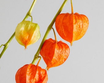 Orange Lantern Plant seeds, amazing colours, fun and easy to grow, gift idea, indoor and outdoor plant, organic, fast shipping