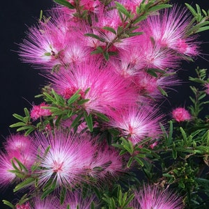 Persian Pink Silk Tree Bonsai seeds, frost hardy perennial, Sleepy Tree, home decor gift him her mom dad flowering house plants gardening