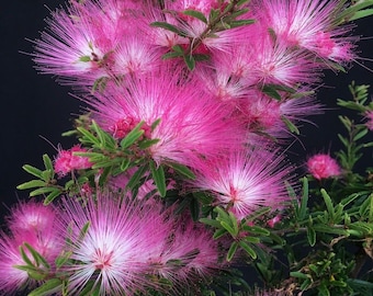 Persian Pink Silk Tree Seeds: Frost Hardy Sleepy Tree for Bonsai