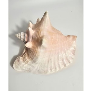 May include: A large, conch shell with a spiral shape and a wide opening. The shell has a natural, textured surface with a gradient of colors, including pink, white, and tan. The shell is a decorative item.