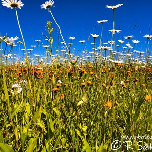 Image 1601, Flowers, Field, Daisies, Colorful, Blue, Orange, Northern MN, MN Photography