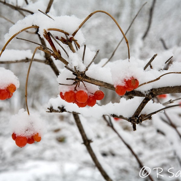 Image #338, Winters Blanket, White, Snow, High Bush Cranberries, Red, Northern Minnesota, Photography, Wall Art