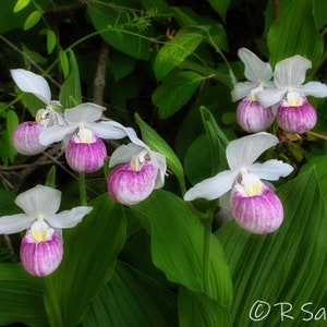 Image 1668, Lady Slippers, Flower, MN State Flower, Pink, Orchid