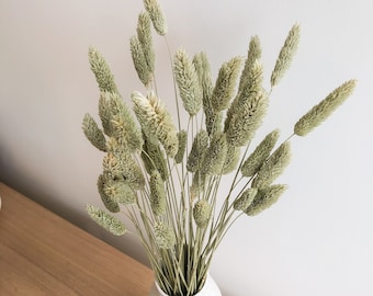 Natural Colour Phalaris, Textured Bunny Tails, Dried Flowers, Green florals, DIY flowers, Boho Home Decor, Floral Supplies