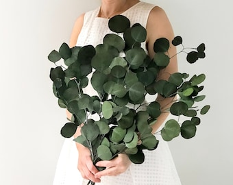 Preserved Eucalyptus, Dark Green Silver Dollar Eucalyptus, Greenery Branch, Dried Flowers, DIY Florals, Vase Toppers