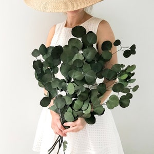 Preserved Eucalyptus, Dark Green Silver Dollar Eucalyptus, Greenery Branch, Dried Flowers, DIY Florals, Vase Toppers