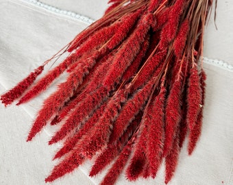 Red Dried Setaria, Dried flowers