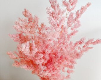 Pink Ming Asparagus, Dried Flowers, Preserved Floras, Wedding Flowers, Home Decor Accents, DIY