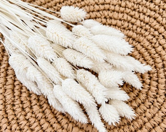 White Dried Phalaris aka Textured Bunny Tails, Canary Grass, Dried Grass, Dried Flowers, Wedding Decor, DIY