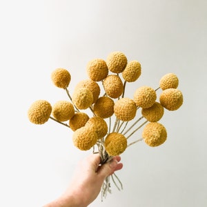 Billy Balls Dried Flowers, Dried Craspedia, Wedding flowers, DIY florals, Home Decor, Handmade Flower Arrangement, Modern Wedding Decor image 5