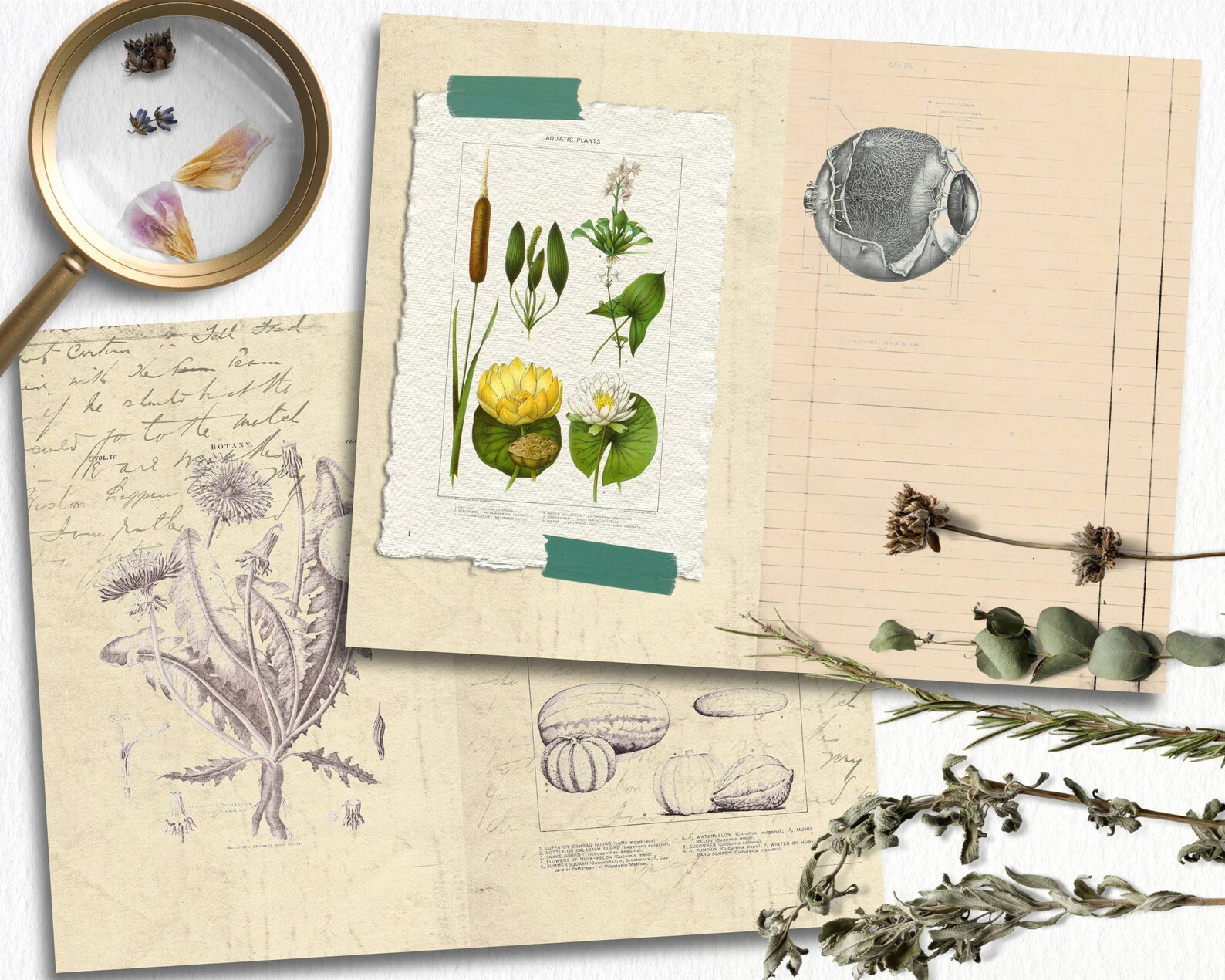 Herbal Medicine Book Printable Junk Journal Kit for Those Etsy