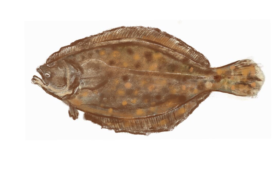 Printable Fluke Fish Illustrations- Fish Watercolor Print, Digital ...