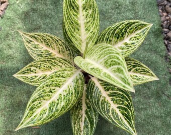 Aglaonema White Legacy Very Beautiful Leaves Free Phytosanitary