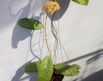Hoya Tanggamus Très Belles Feuilles Plante Phytosanitaire Hoya Gratuite
