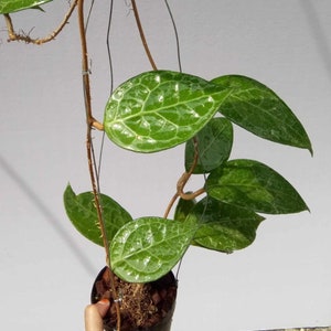 Hoya Verticilata Wayang | Beautiful Leaves | Hoya Sp Indonesia Free Phytosanitary Certicate | Hoya