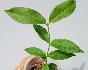 Hoya Evelinae Sp Papua Very Beautiful Leaves Free Phytosanitary Hoya Plant