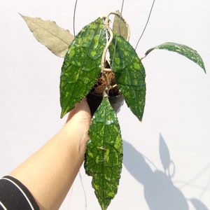 Hoya Clemensiorum Splash Very Beautiful Leaves Free Phytosanitary Hoya Plant image 1