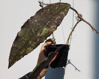 Hoya Clemensiorum Dark Very Beautiful Leaves Free Phytosanitary