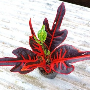 Codiaeum Variegatum Croton Jet Merah Very Beautiful Leaves Free Phytosanitary