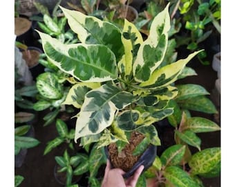 Codiaeum Variegatum Croton Milk Very Beautiful Leaves Free Phytosanitary