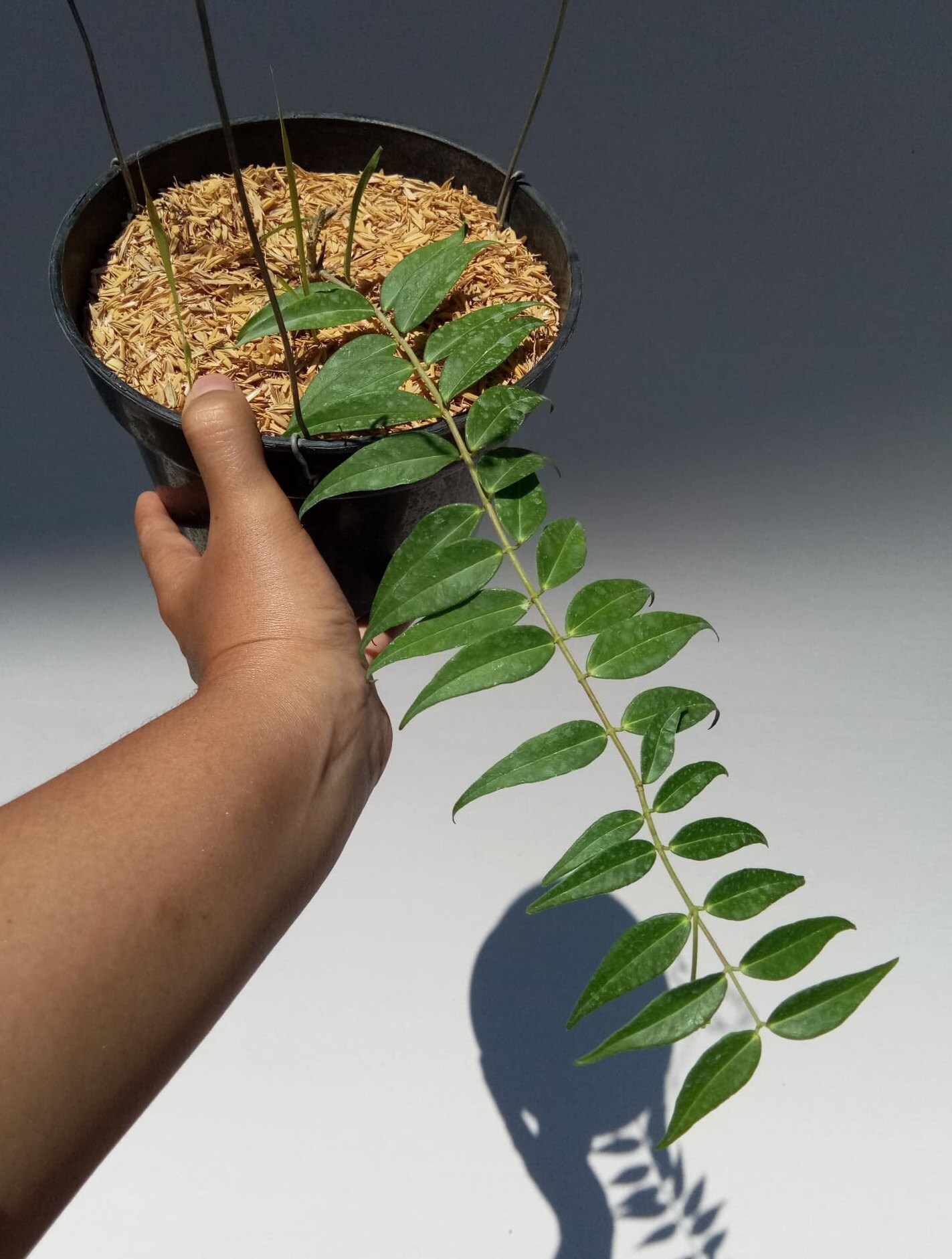 Hoya sp. 'UT031' - rooted cutting - Tropics @Home