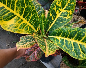 Codiaeum Variegatum Croton Adellia Very Beautiful Leaves Free Phytosanitary