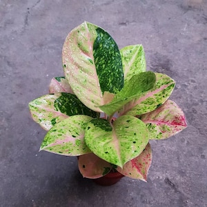 Aglaonema Emerald Very Beautiful Leaves Free Phytosanitary