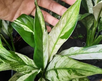 Spathiphyllum Peace Lily Variegated Very Beautiful Leaves Free Phytosanitary