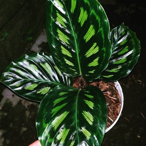 Calathea Libyana Very Beautiful Leaves Free Phytosanitary Ornamental Plant