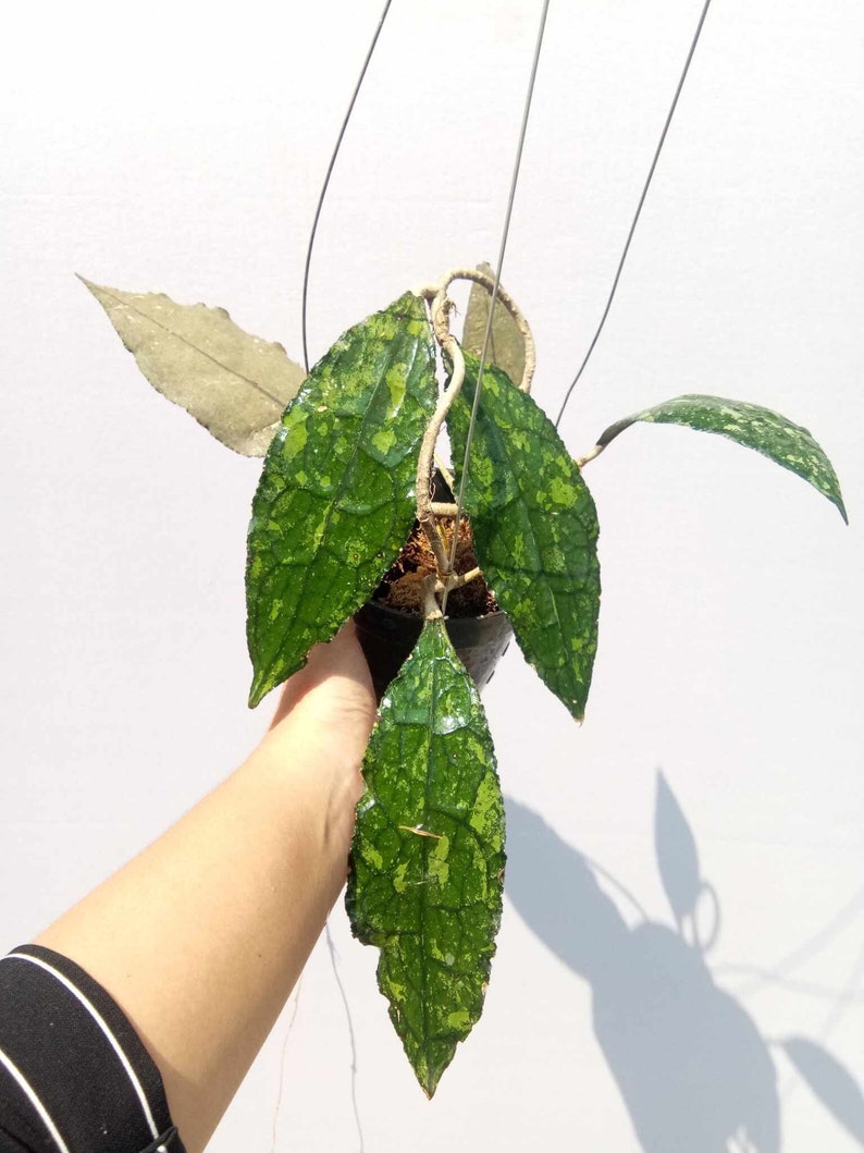 Hoya Clemensiorum Splash Very Beautiful Leaves Free Phytosanitary Hoya Plant image 1