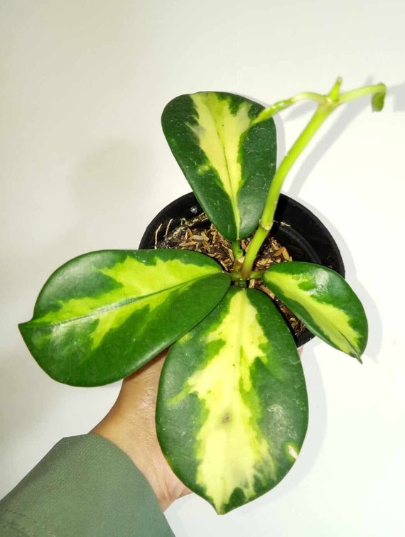 最安値に挑戦！ Hoya Diversifolia Maharani Variegated Very Beautiful Leaves その他観葉植物