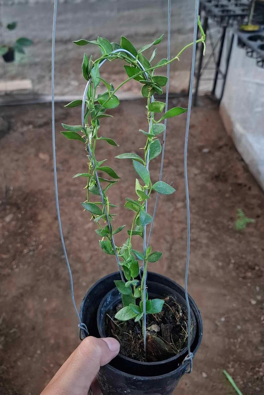 Papua Hoya Sp. Mamasa.(very rare) - Bolang Plant Garden