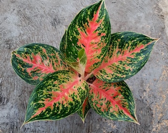 Aglaonema Odelia Pinot Very Beautiful Leaves Free Phytosanitary Plant Live