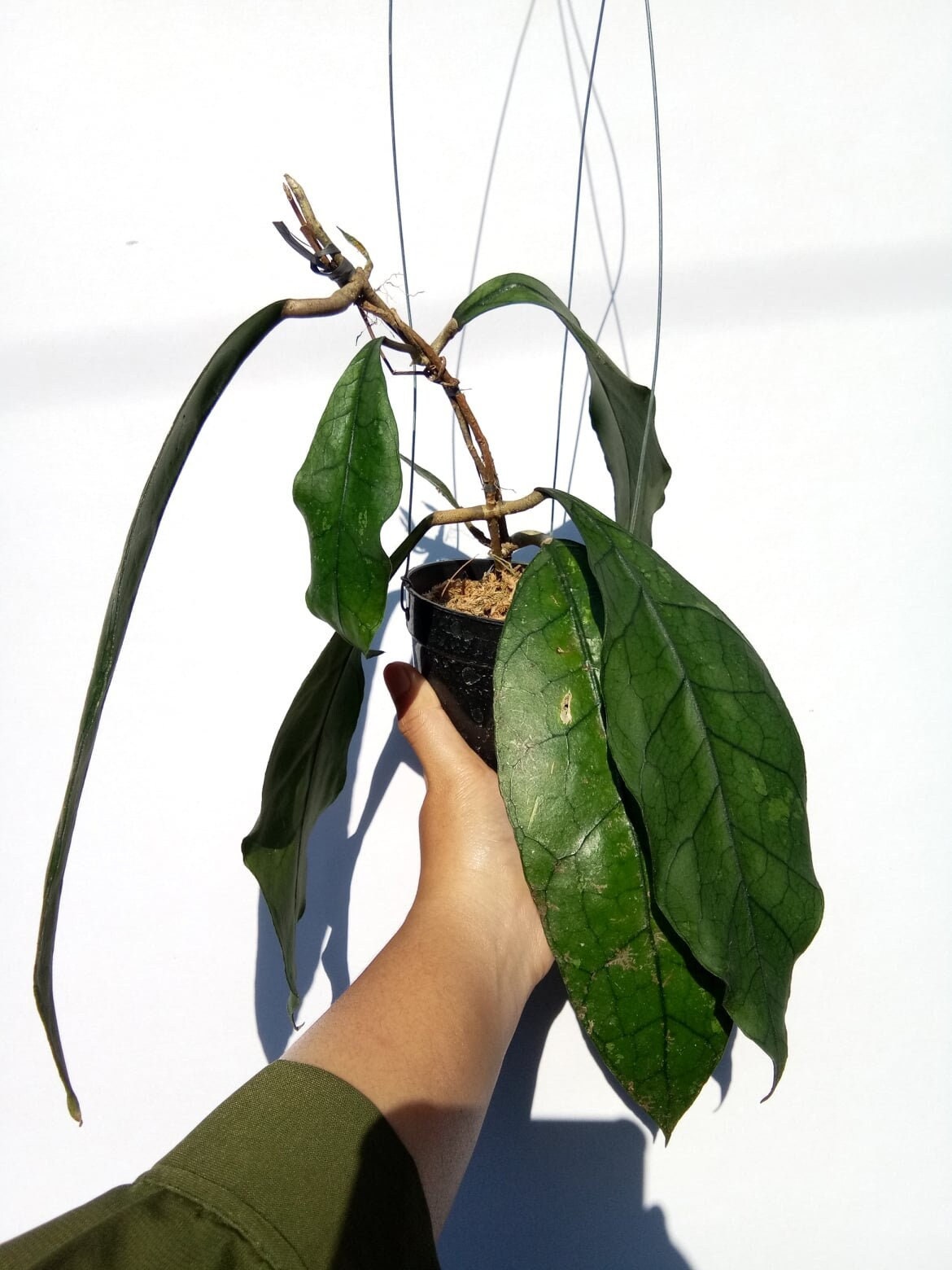 Hoya Clemensiorum Borneo Green | Hoya Sp Indonesia Free