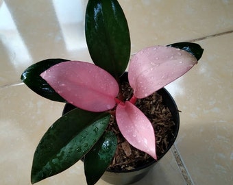 Philodendron Philodendron Pink Congo Very Beautiful Leaves Free Phytosanitary Plant Live