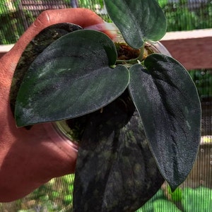 Scindapsus Dark Satin Very Beautiful Leaves Free Phytosanitary image 2