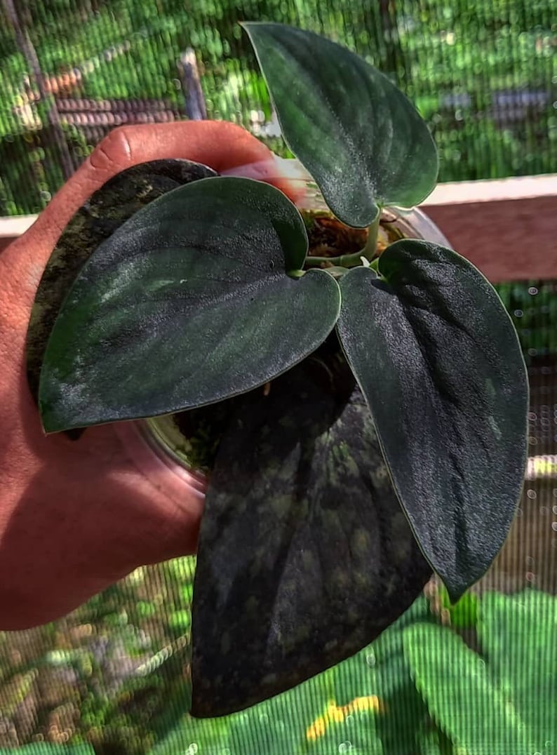 Scindapsus Dark Satin Very Beautiful Leaves Free Phytosanitary image 2