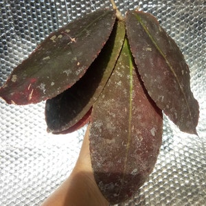 Hoya Undulata Red Very Beautiful Leaves Free Phytosanitary Hoya Plant