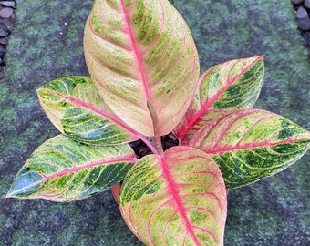 Aglaonema Veronica Golden Very Beautiful Leaves Free Phytosanitary